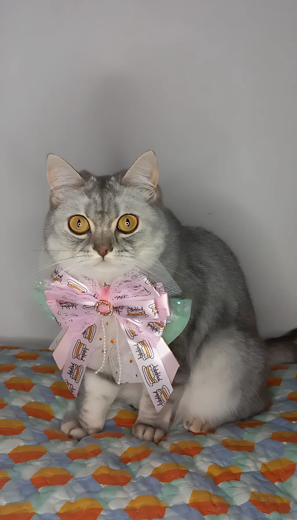 a cat sitting on a bed with a bow around its neck