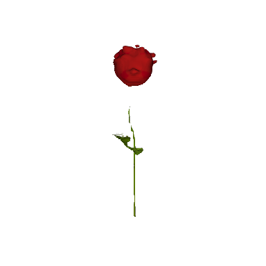 a red rose