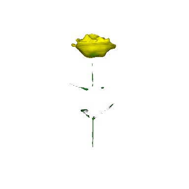 a yellow rose