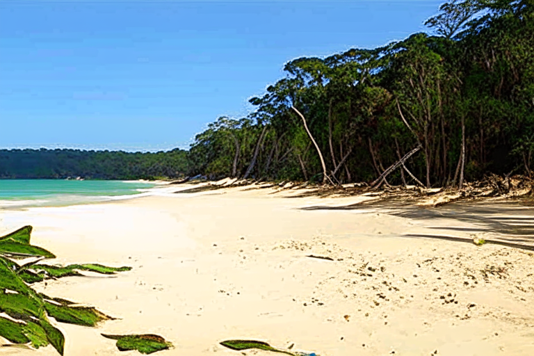 beaches and forests