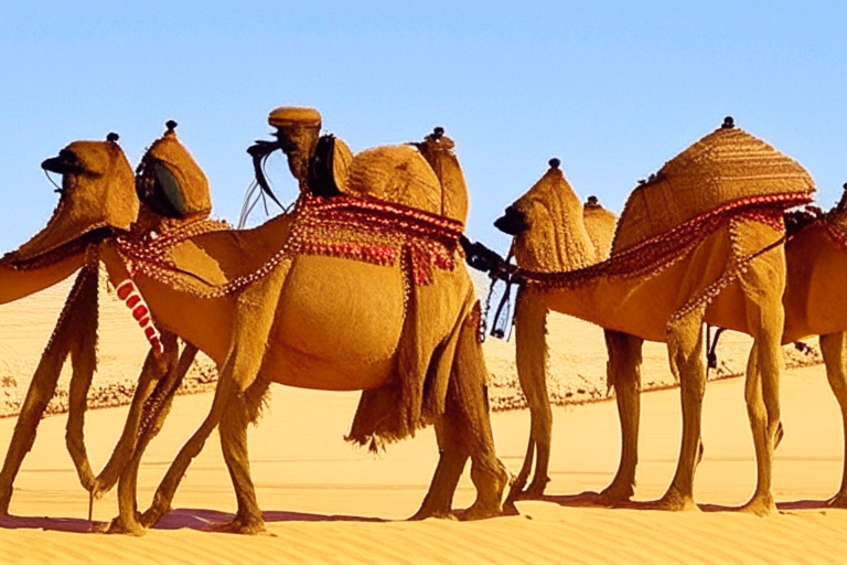 Camel caravan