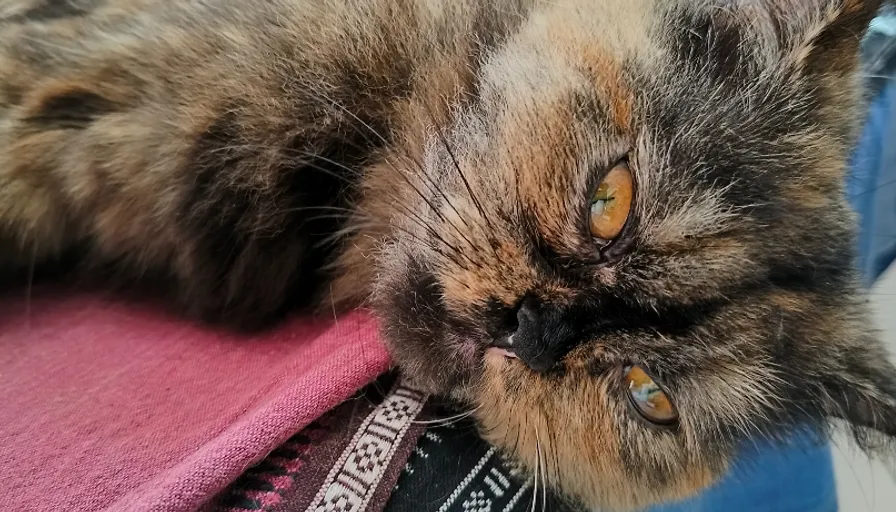 a close up of a cat laying on a blanket