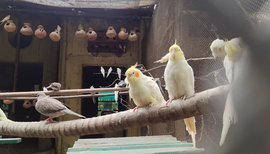 a group of birds sitting on top of a tree branch