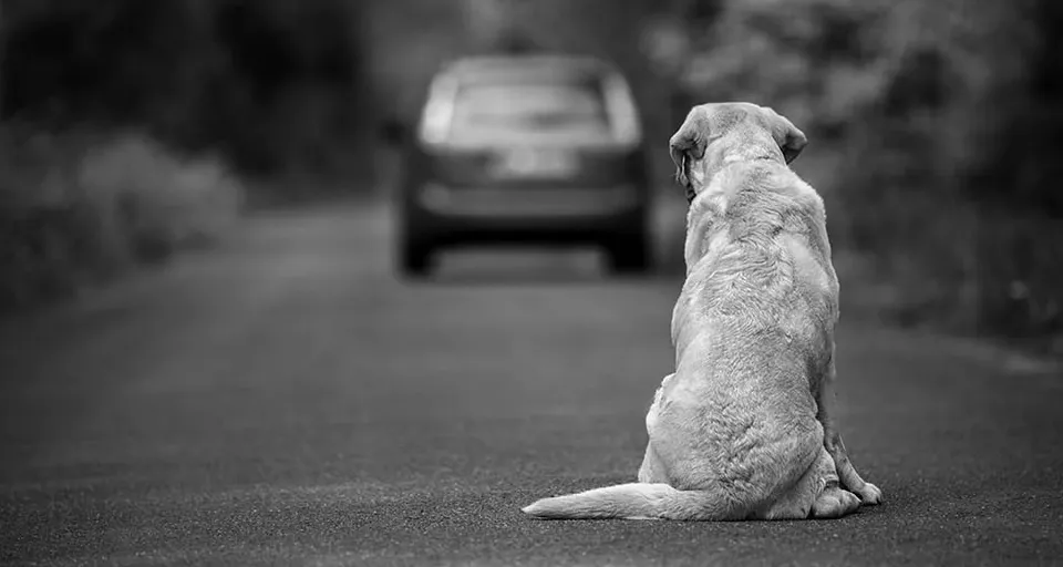 a dog sitting on the side of the road looking at a car