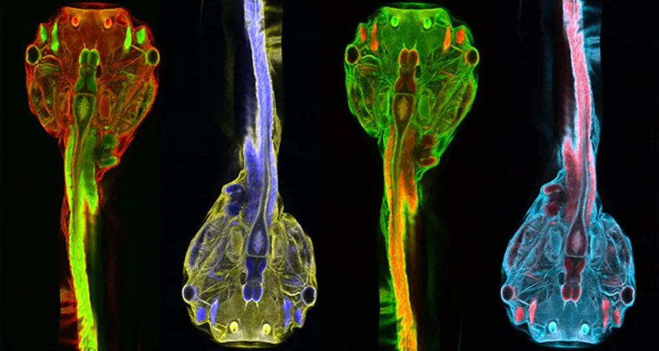 exchange embryos for a drop of rain,turbulent cristalin water