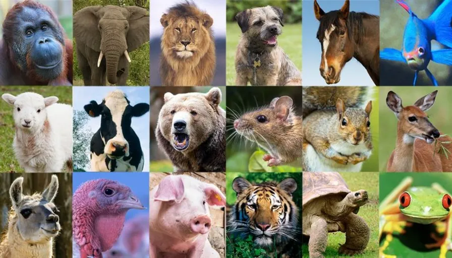 a collage of pictures of different animals