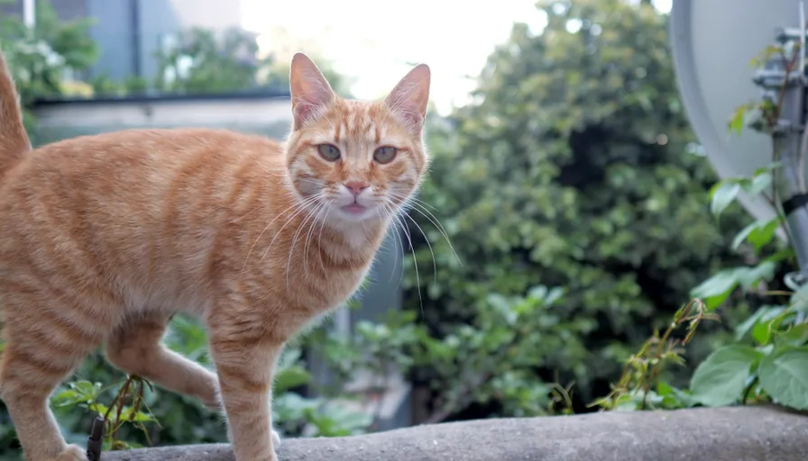 an orange tabby cat walking in a garden
