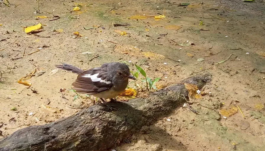 a small bird sitting on top of a tree branch