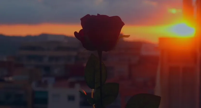 cloud, flower, sky, atmosphere, plant, petal, afterglow, sunset, sunrise, red sky at morning