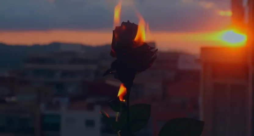 a single rose in the foreground with a sunset in the background