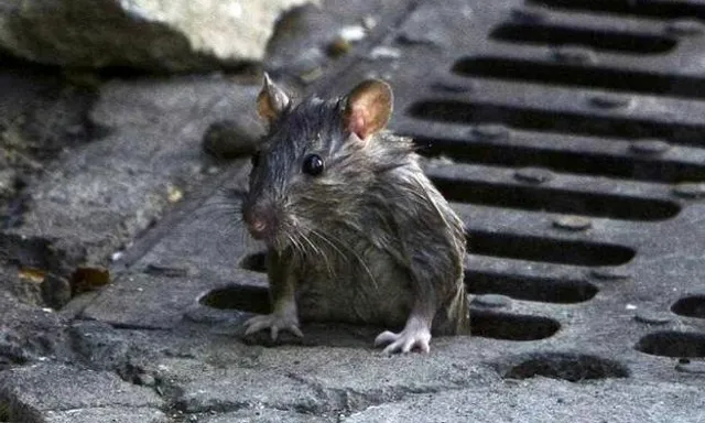 a rat is sitting on a grate in the street