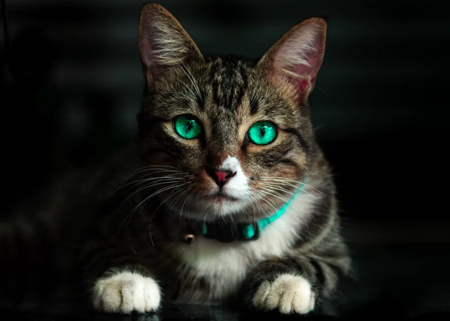 a close up of a cat with green eyes. cat, carnivore, felidae, iris, whiskers, small to medium-sized cats, curious, snout, close-up, fur