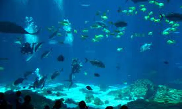 a large aquarium filled with lots of fish. water, underwater, fluid, organism, fish, marine biology, coastal and oceanic landforms, aqua, fin, electric blue