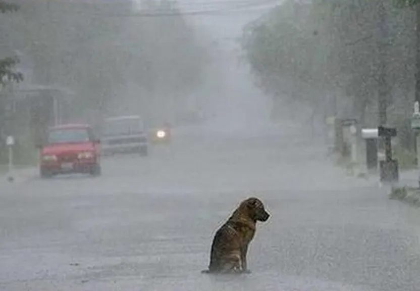 a dog sitting in the middle of a flooded street