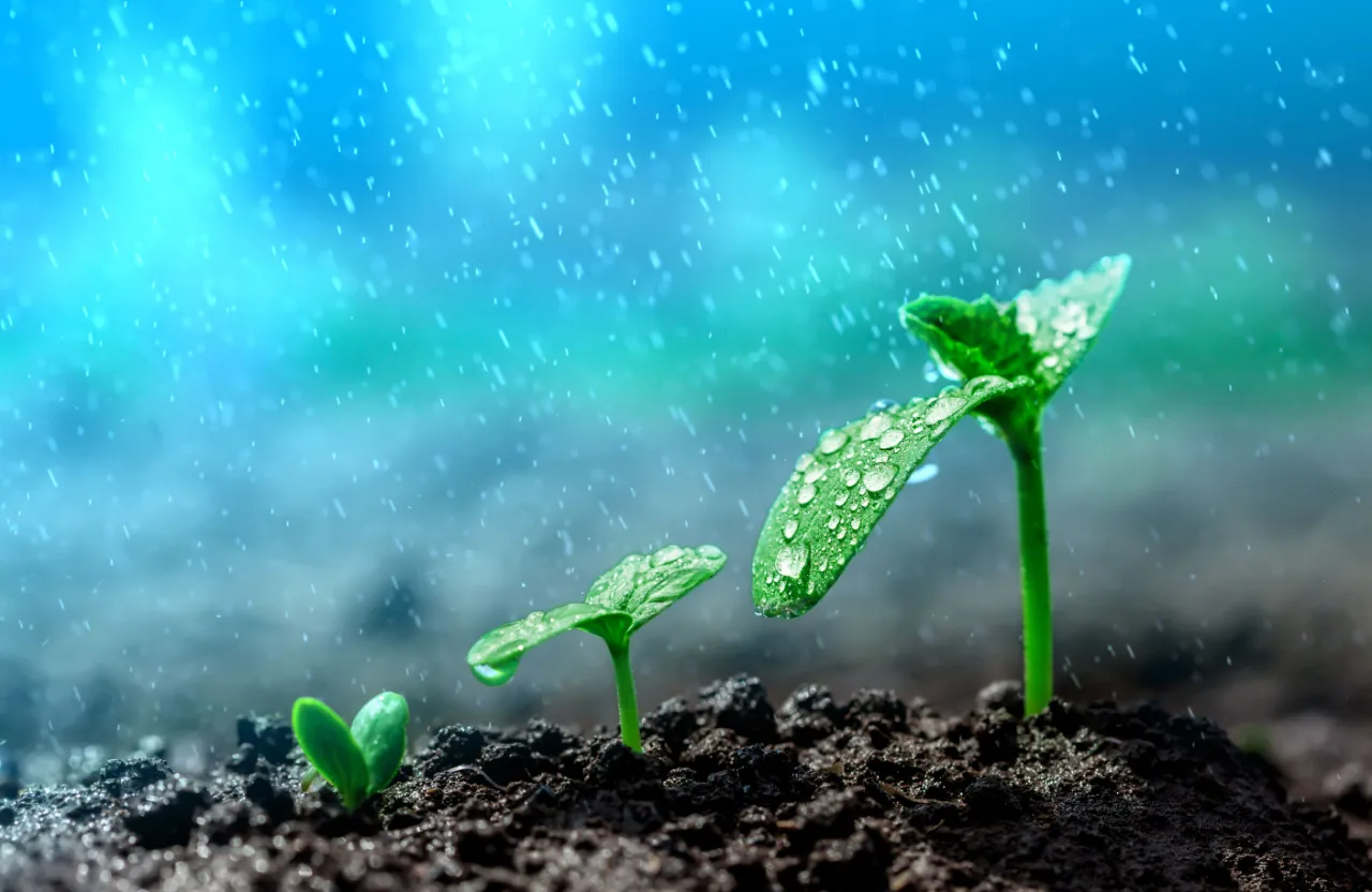 Close up of one plant's leaves rustling in wind