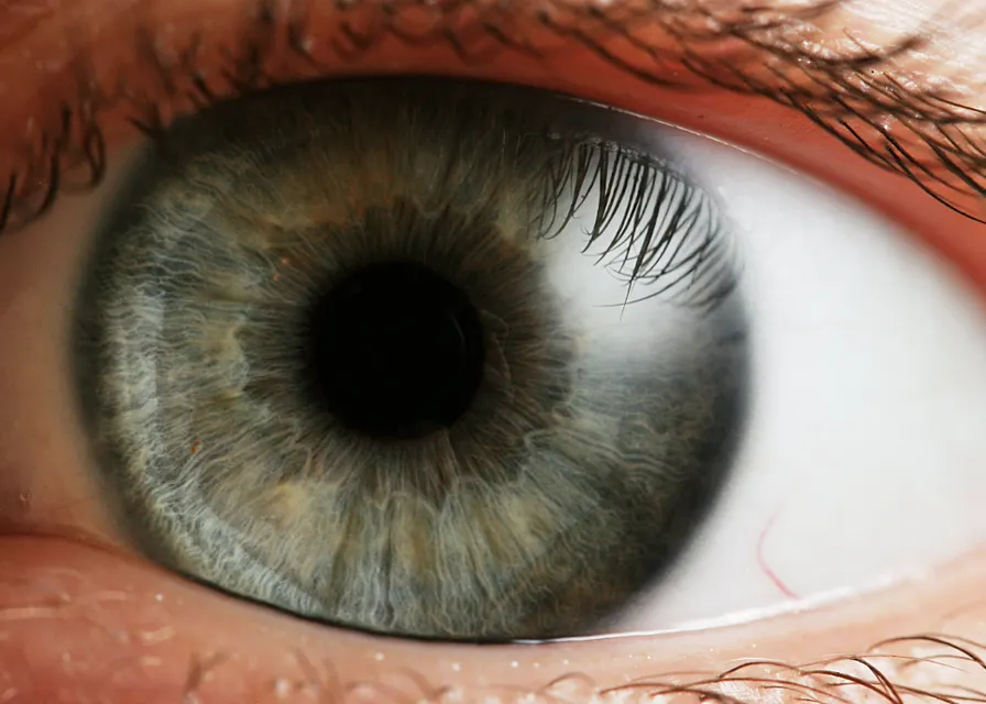 a close up of a person's blue eye. hair, brown, head, eye, eyelash, vertebrate, organ, organism, iris, material property