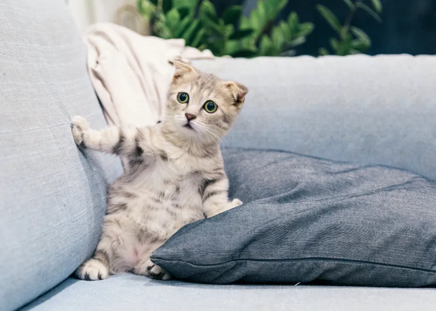 a kitten sitting on top of a couch next to a pillow