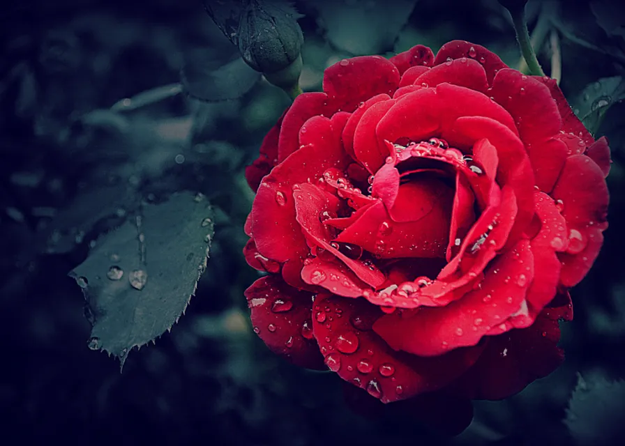 a red rose with drops of blood on it, depicting a bloody scene. The rose is stained with drops of blood