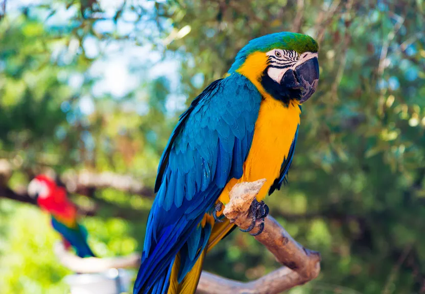 a blue and yellow parrot sitting on a tree branch with another bird hanging nearby. add in a further bird