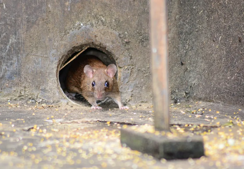 a rat in a hole in a concrete wall