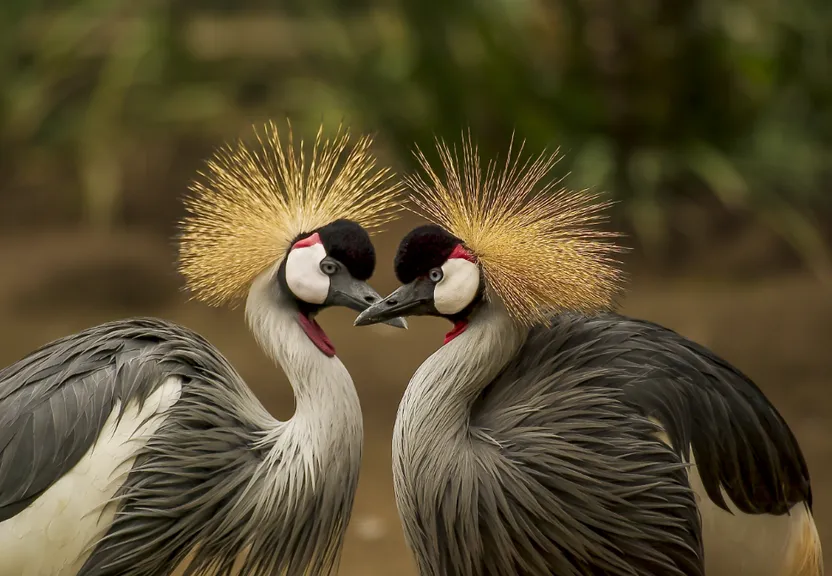 two birds standing next to each other on a field