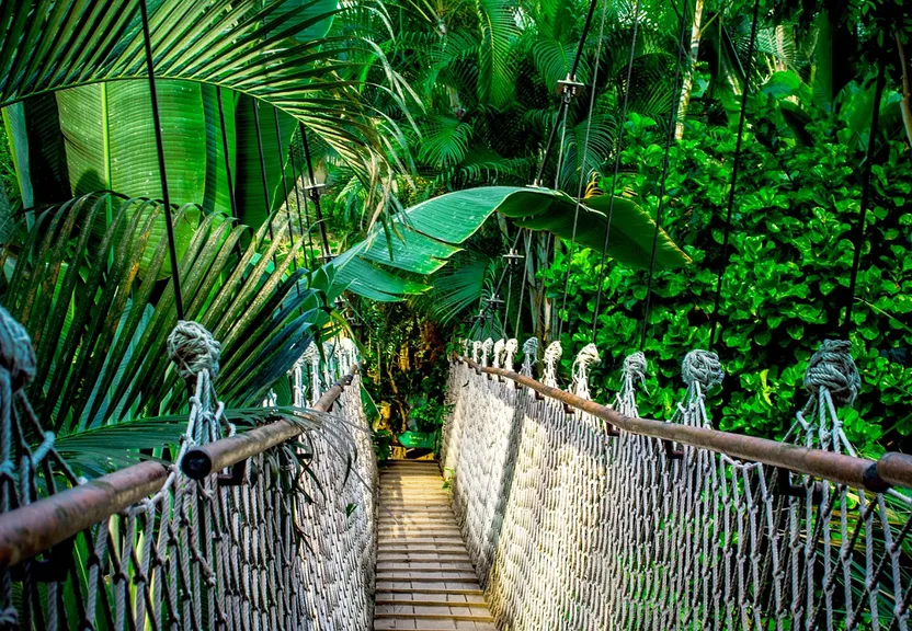 a walkway in a tropical forest with lots of trees