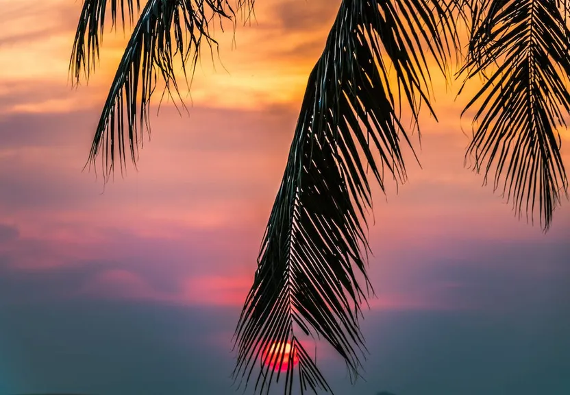 cloud, sky, plant, atmosphere, tree, afterglow, dusk, orange, arecales, sunlight