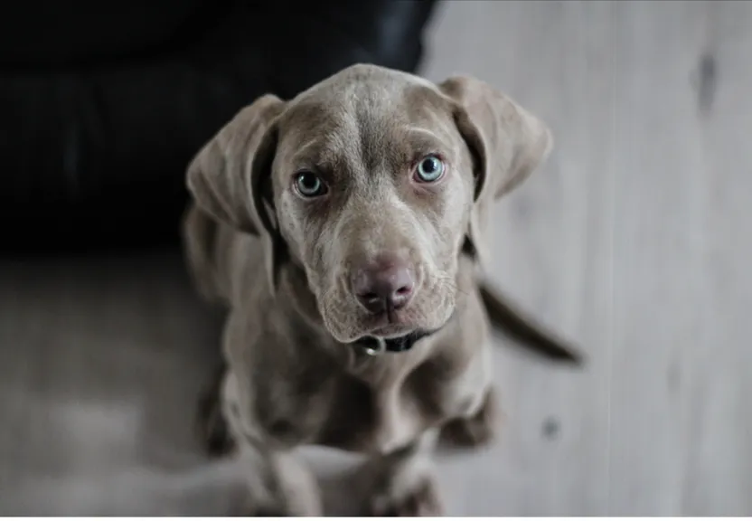 a brown dog sitting on top of a wooden floor