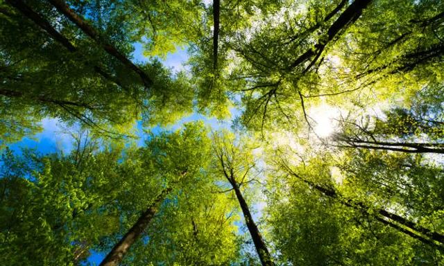 looking up at the tops of tall trees in a forest