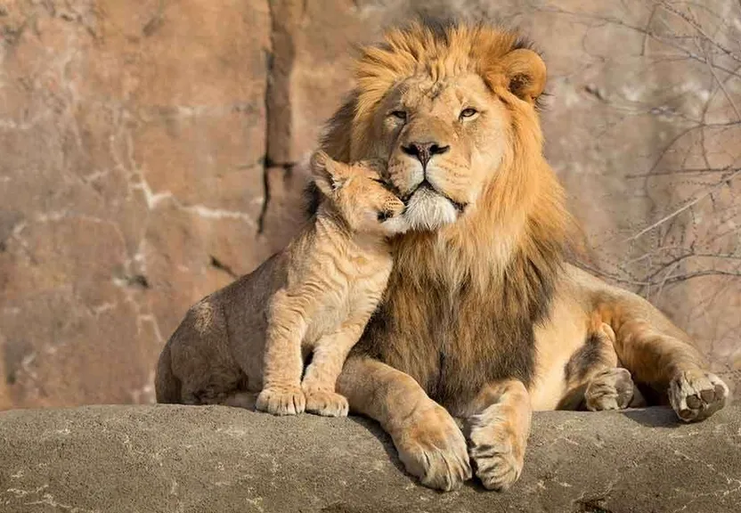 a lion and its cub are sitting on a rock