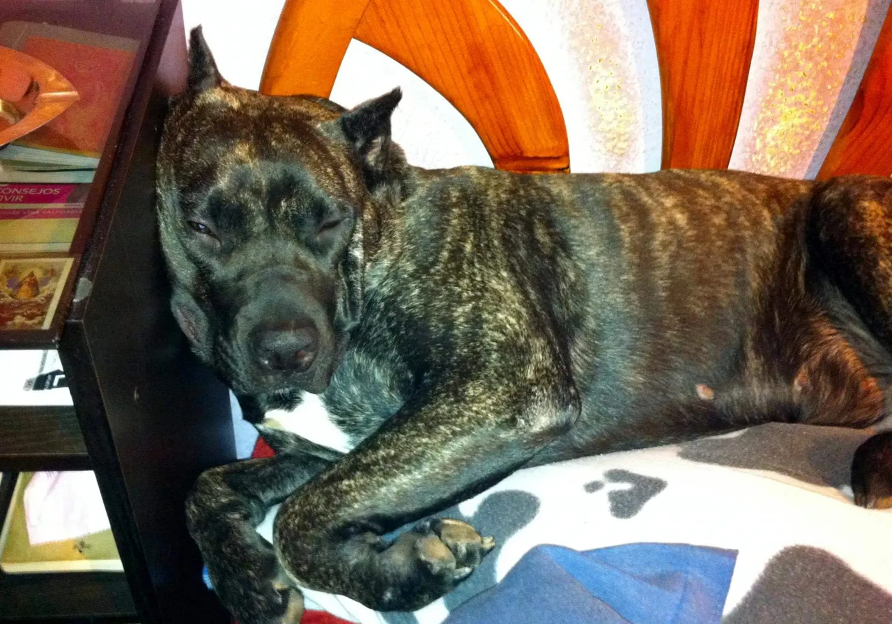 a large brown dog laying on top of a bed