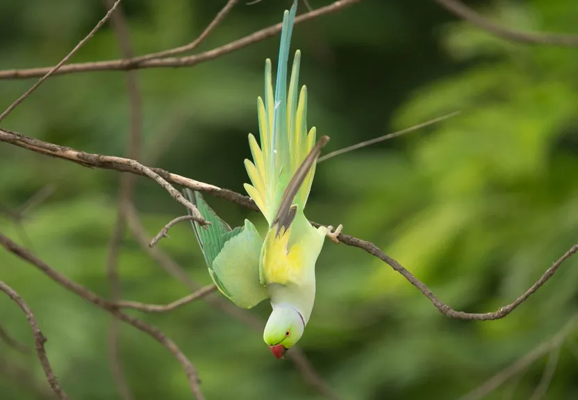 two green and yellow birds sitting on a tree branch