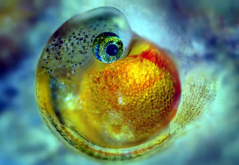 a close up of an orange under a microscope lens