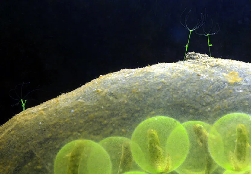 a close up of a plant under a microscope lens