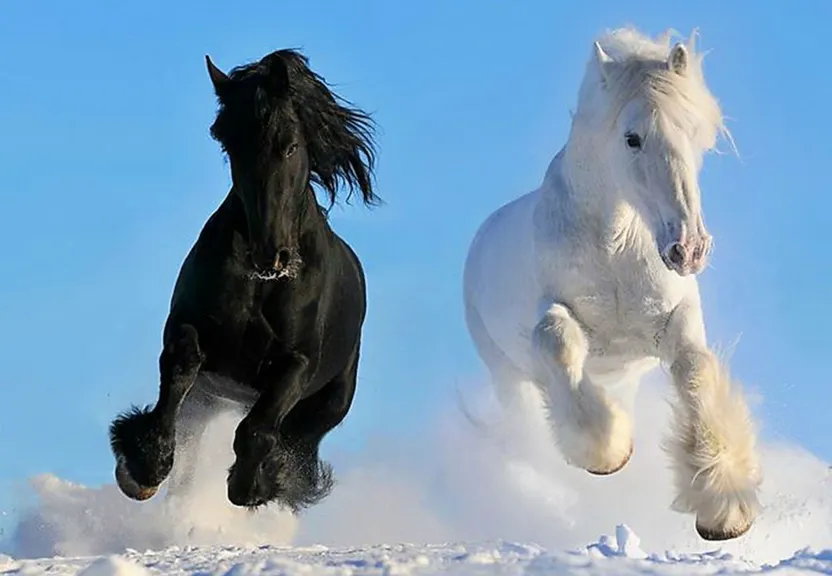 two black and white horses running in the snow