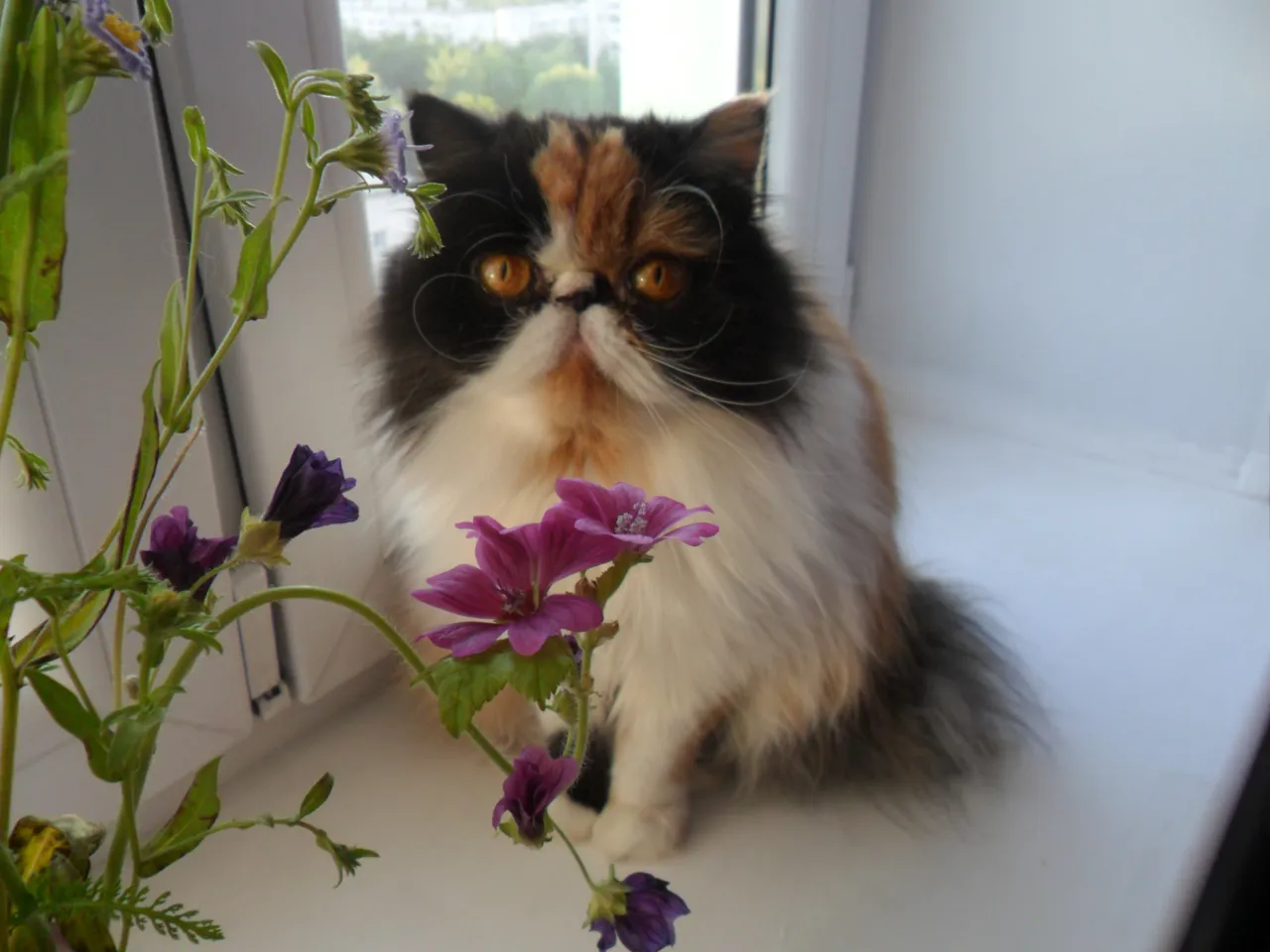 a cat sitting on a window sill next to a flowe