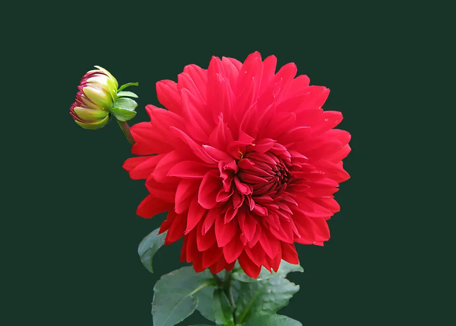 a close up of a red flower with a green background. flower, plant, petal, flowering plant, annual plant, herbaceous plant, cut flowers, magenta, daisy family, close-up