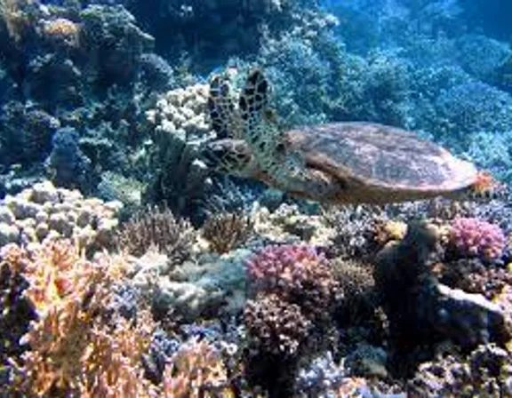 a turtle swimming over a colorful coral reef. water, underwater, fluid, organism, coastal and oceanic landforms, coral, marine biology, turtle, reef, hawksbill sea turtle