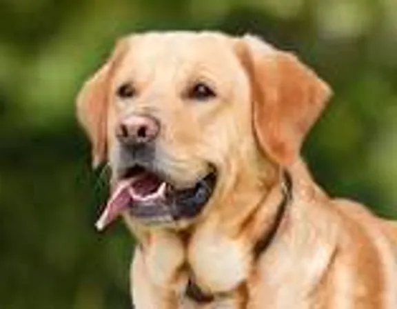 a close up of a dog with its mouth open