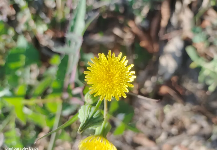 a close up of a yellow flower in a field