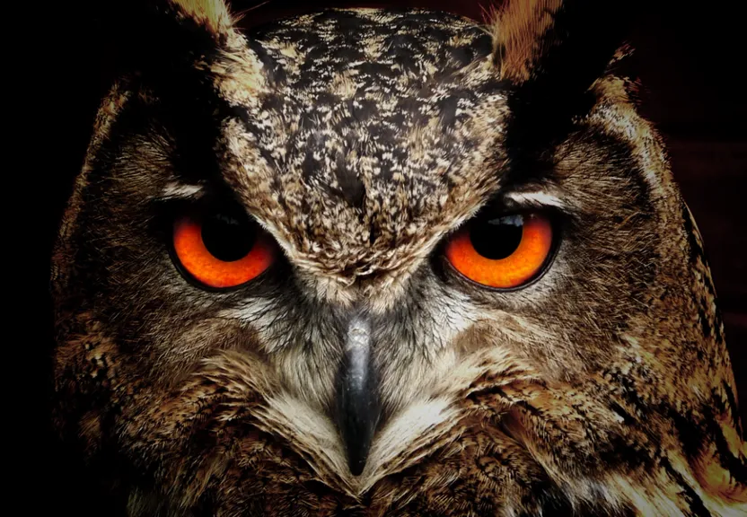 Close Up of Owl with Orange Eyes -2 | More Definition and Detail for Owl Eyes -1. Try to get closer to the owl and make the eyes more definition