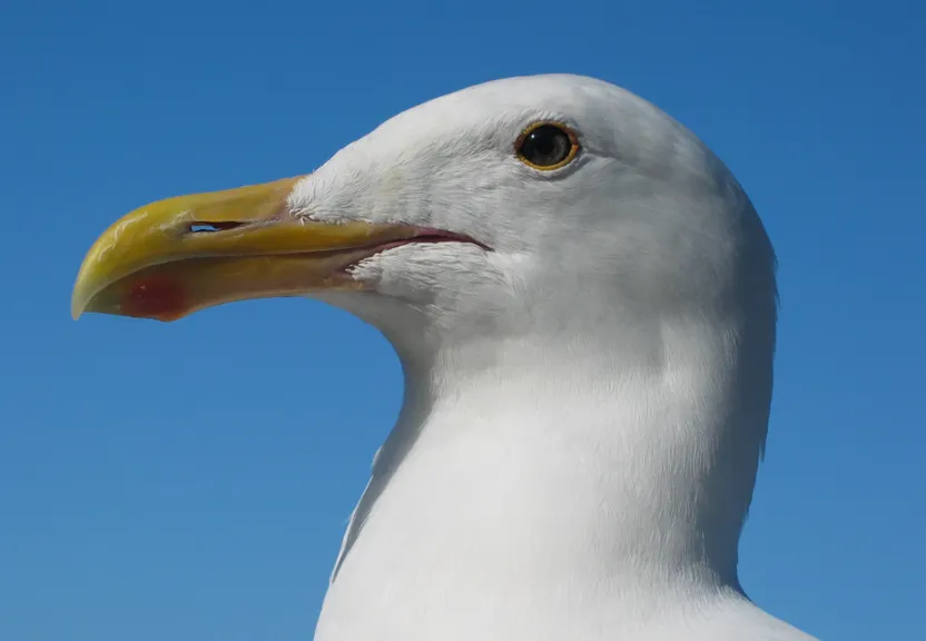 a close up of a white bird with a yellow beak