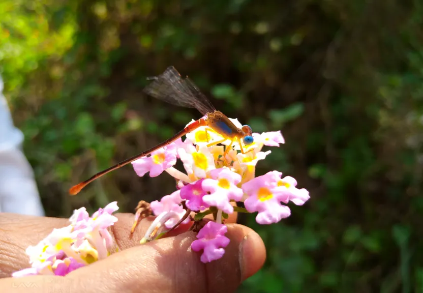 a small insect sitting on top of a pink flower