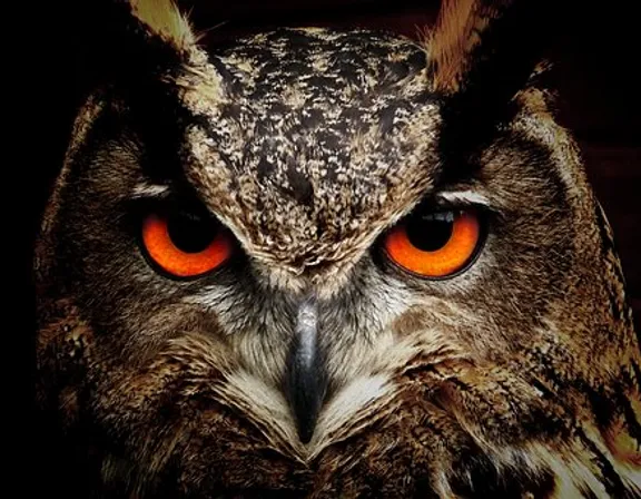 change the owl's eyes to green