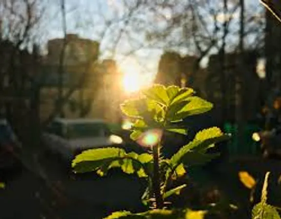 the sun shines brightly through the leaves of a plant