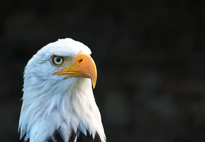 a close up of a bald eagle with a black background