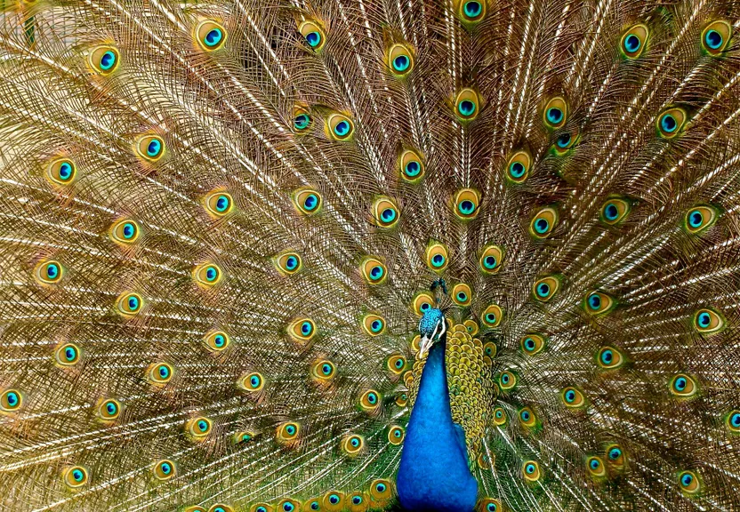 a close up of a peacock with its feathers open