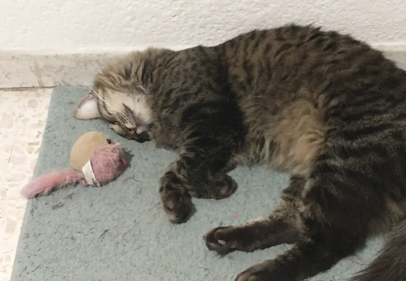 a cat laying on the floor next to a toy bird