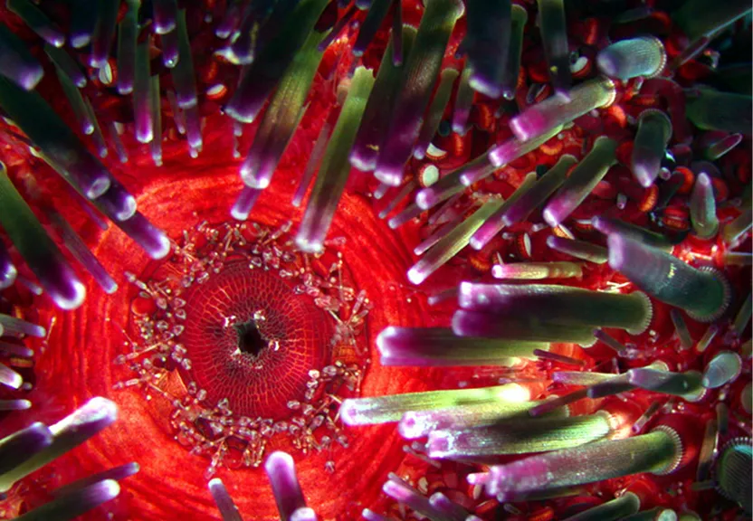 a close up of a red and purple sea anemone