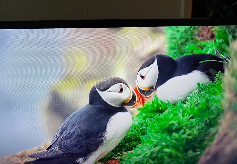 a television screen with a picture of two birds on it